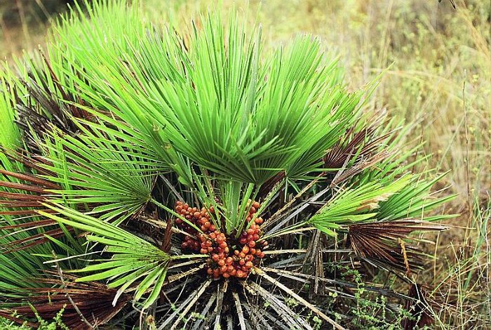 Chamaerops humilis